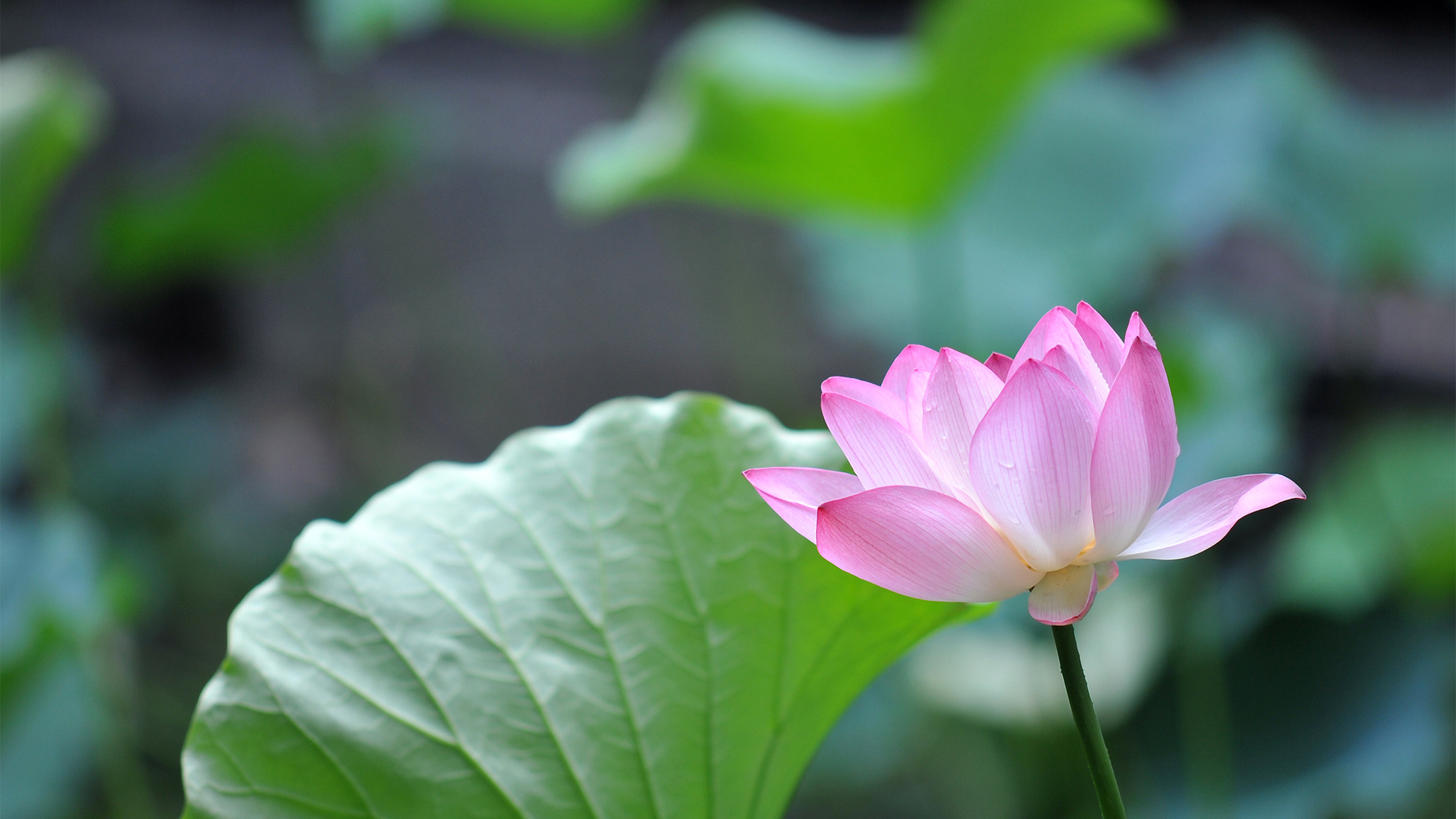 Pink Lotus Flower 4K Ultra HD Desktop Wallpaper