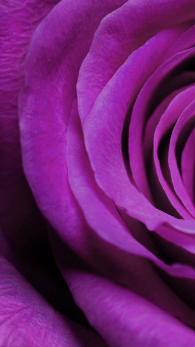 640x1136 Purple Rose Iphone 5 wallpaper