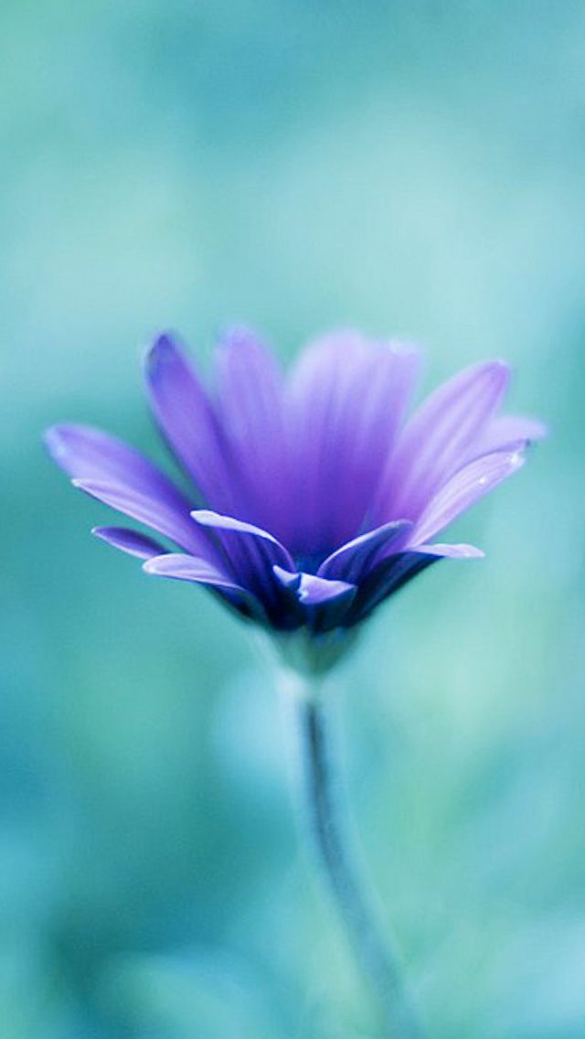 Purple Flower iPhone 5 Wallpaper (640x1136)