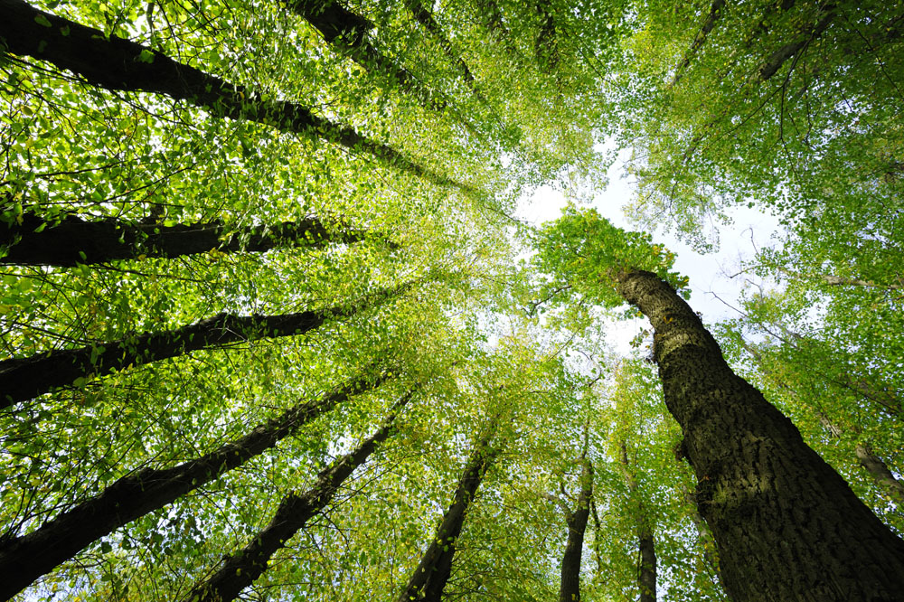 Forest Sustainabilty on emaze