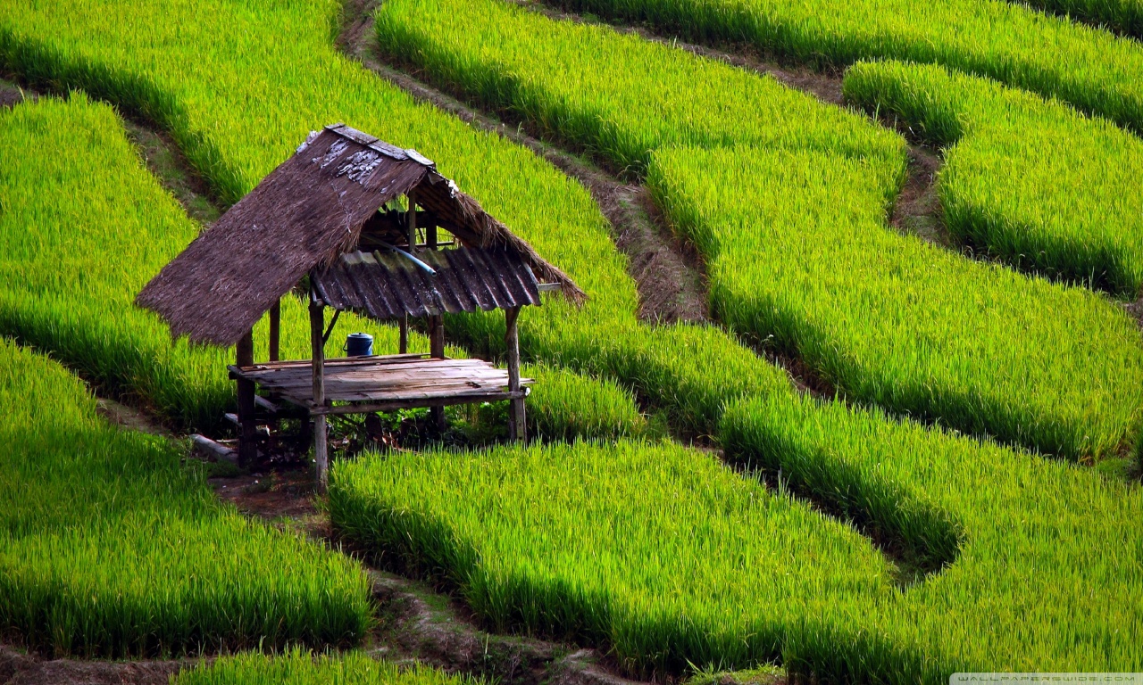 Mars commits to sustainable rice