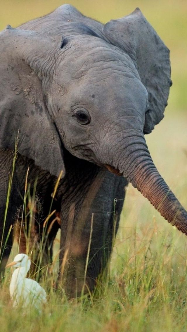 Cute Baby Elephant iPhone 5 Wallpaper | ID: 40880