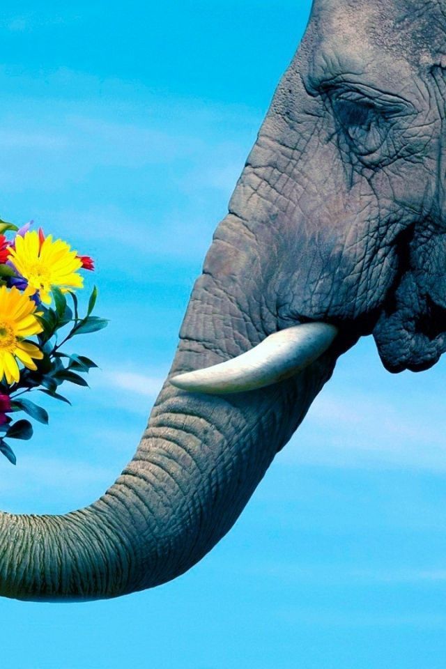 Download Wallpaper 640x960 Elephant, trunk, couple, Flowers ...