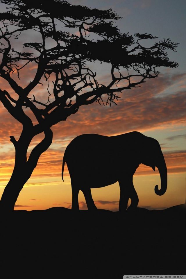 Savannah Elephants HD desktop wallpaper High Definition