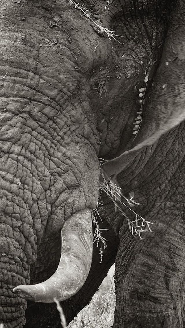Elephant free iphone wallpapers | My-HD-Wallpapers.com