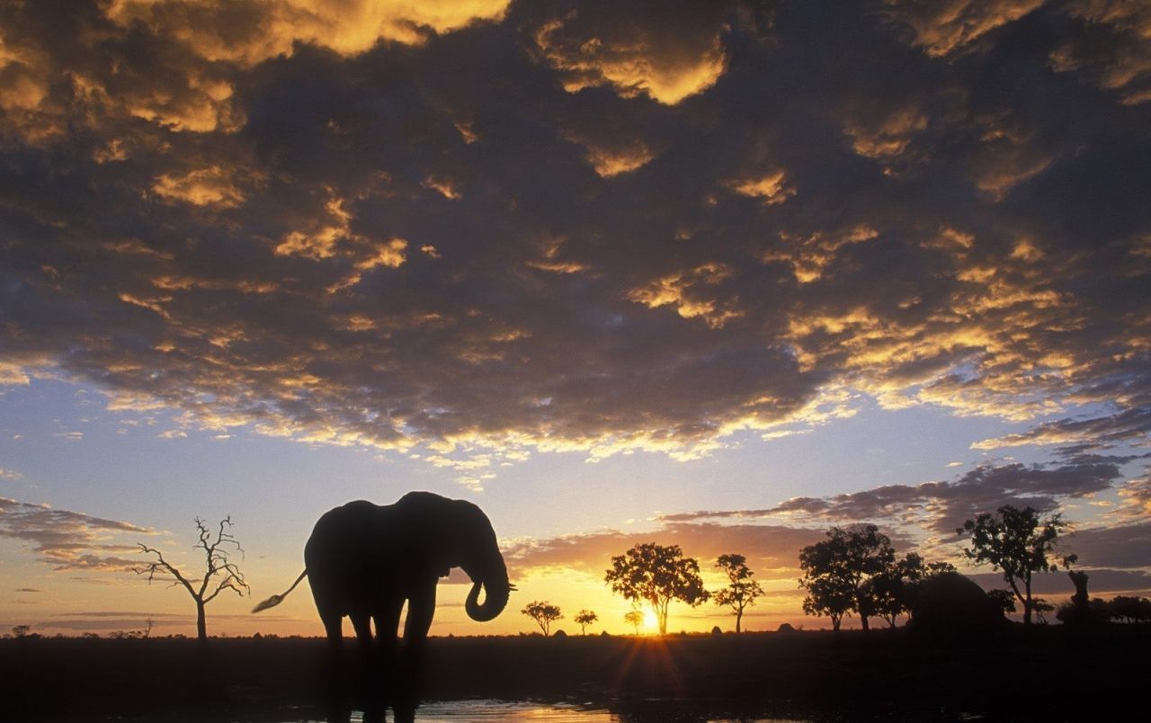 Elephant silhouetted wallpapers | Elephant silhouetted stock photos