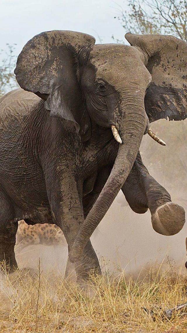 Elephant Vs Hyenas iPhone 5 Wallpaper ID 43736