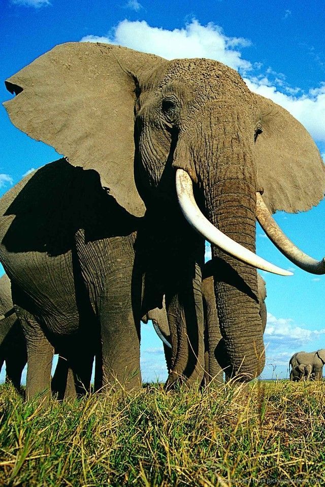 Download Elephant Herd Wallpaper For iPhone 4