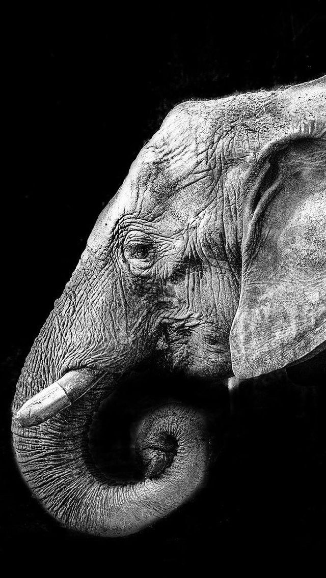Elephant free iphone wallpapers | My-HD-Wallpapers.com