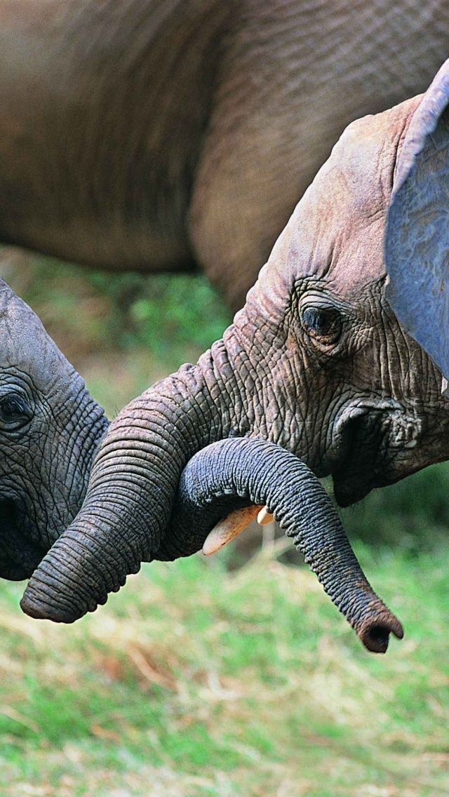 Baby Elephants iPhone 5 Wallpaper ID 30212