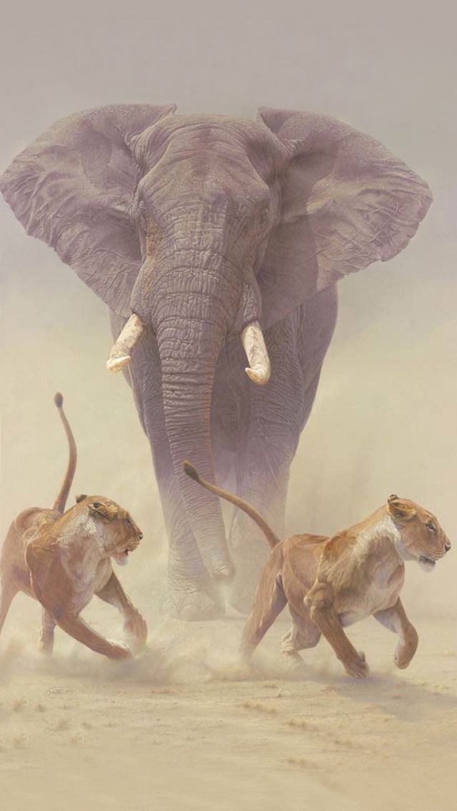 Elephant chasing off attacking lions iPhone 5 Wallpaper (640x1136)