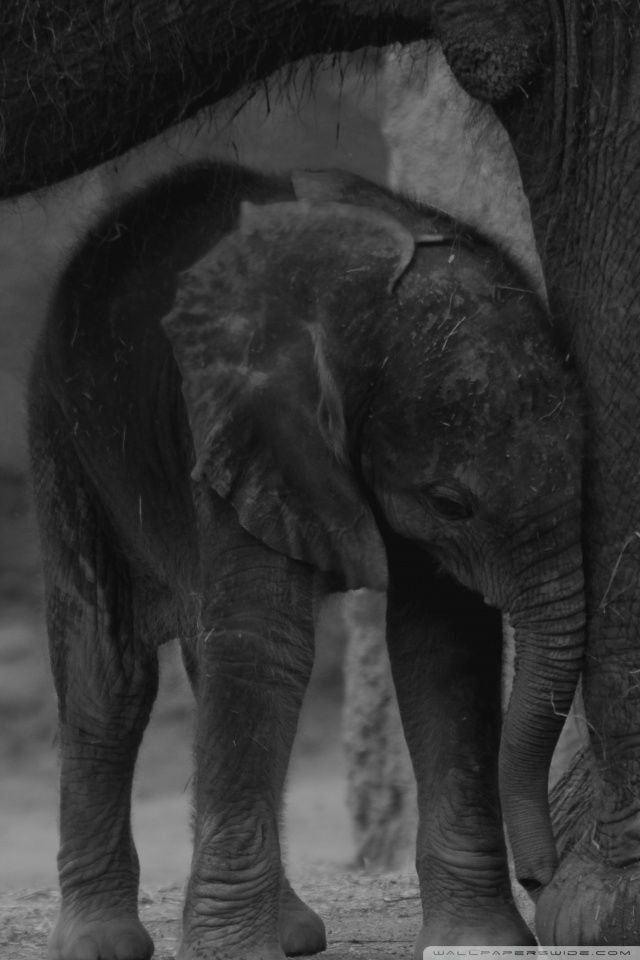 Baby Elephant HD desktop wallpaper : Widescreen : High Definition ...