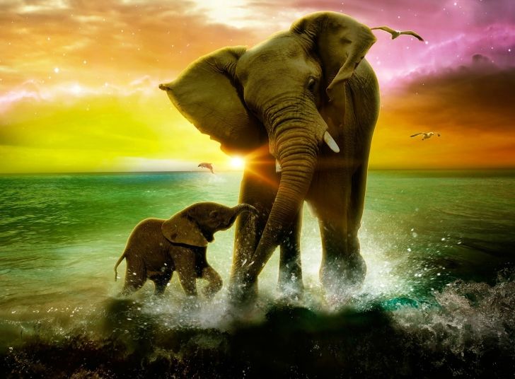 Elephant-Family-wide-i.jpg
