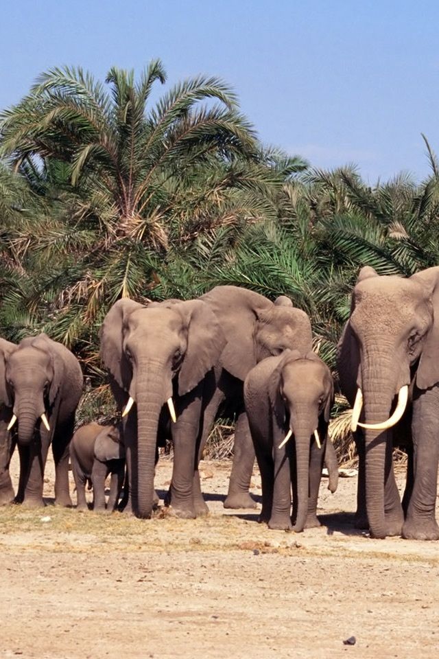Lots Elephants Iphone 4 Wallpapers Free 640x960 Hd Apple Iphone ...