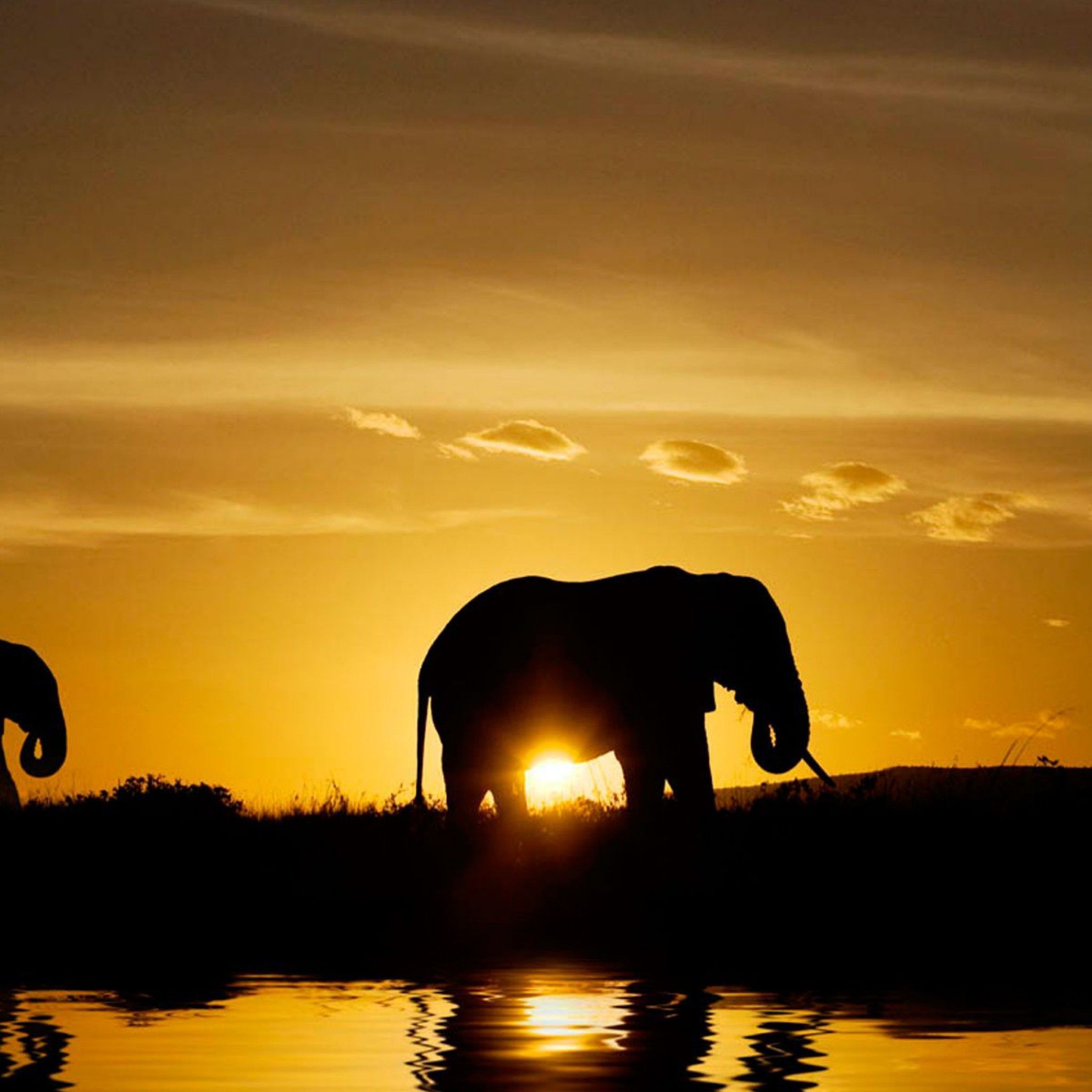 Animals, Elephant, Safari, Sunset | wallpapers is