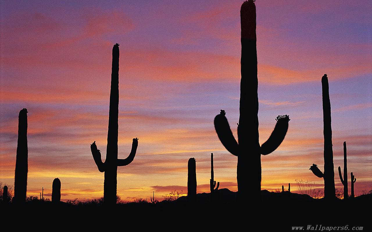 Gloaming desert opuntia Landscape Wallpapers - Free download