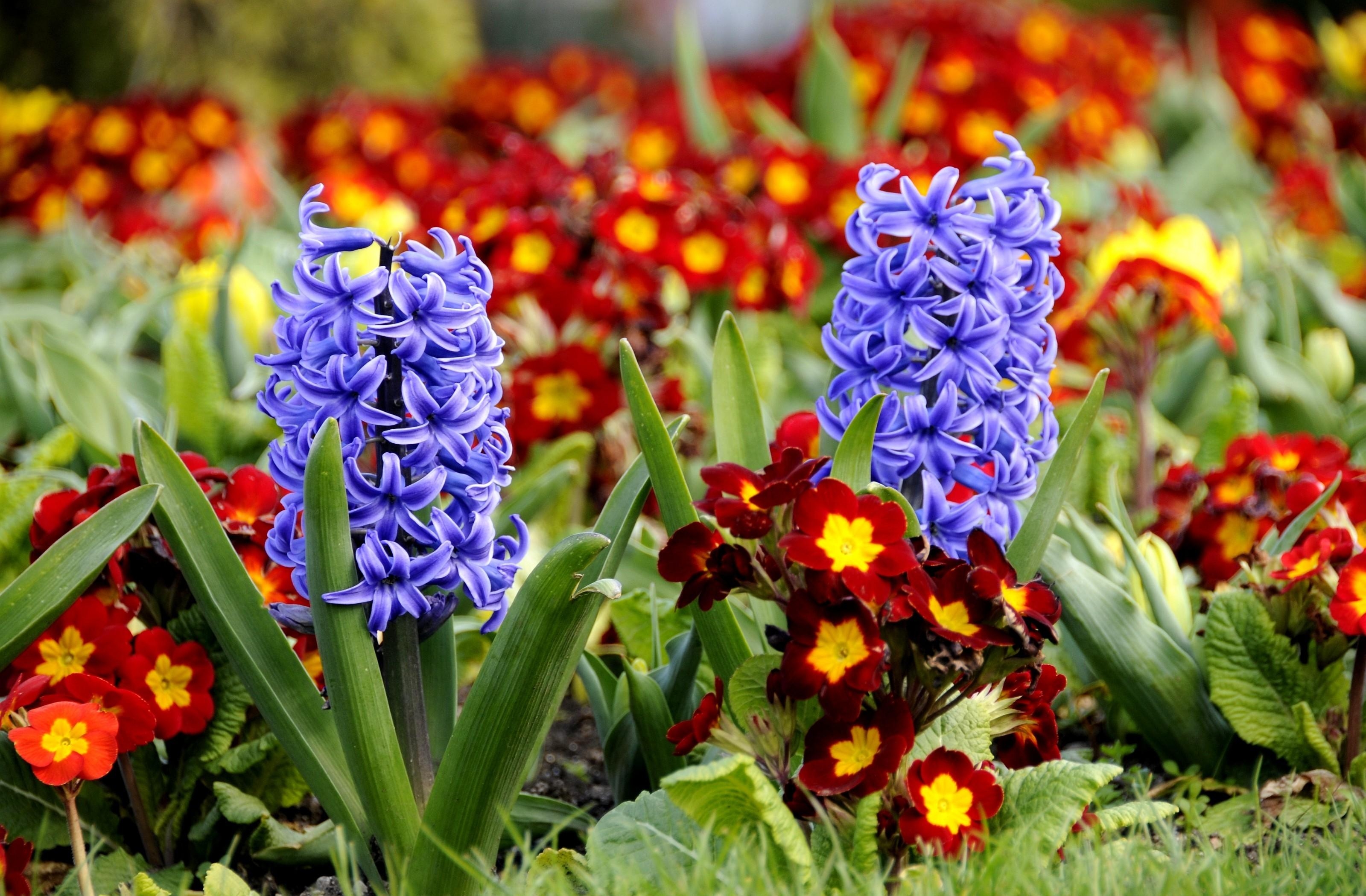 Download Wallpaper Hyacinth, Primrose, Flowerbed, Spring, Close-up ...