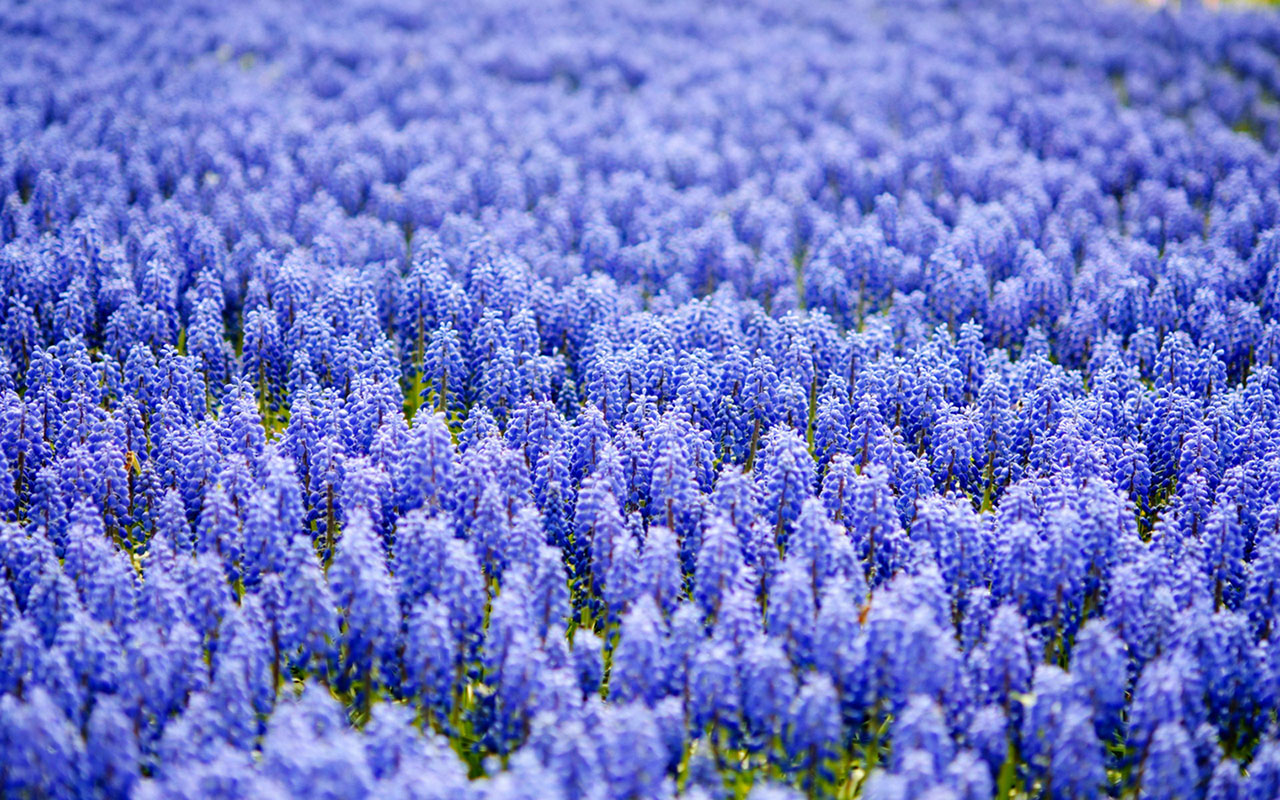Miss the flower hyacinth Wallpaper 4 － Flower Wallpapers - Free ...