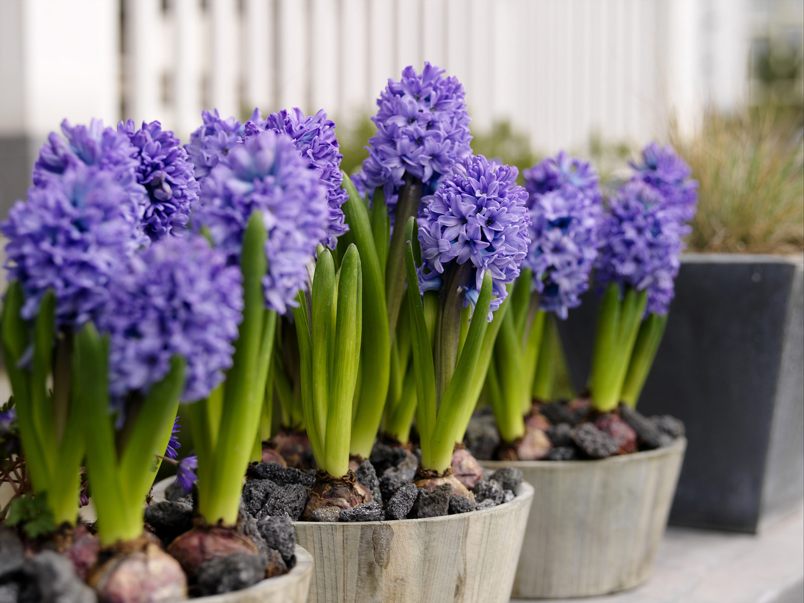 Hyacinth flowers at home wallpapers and images - wallpapers