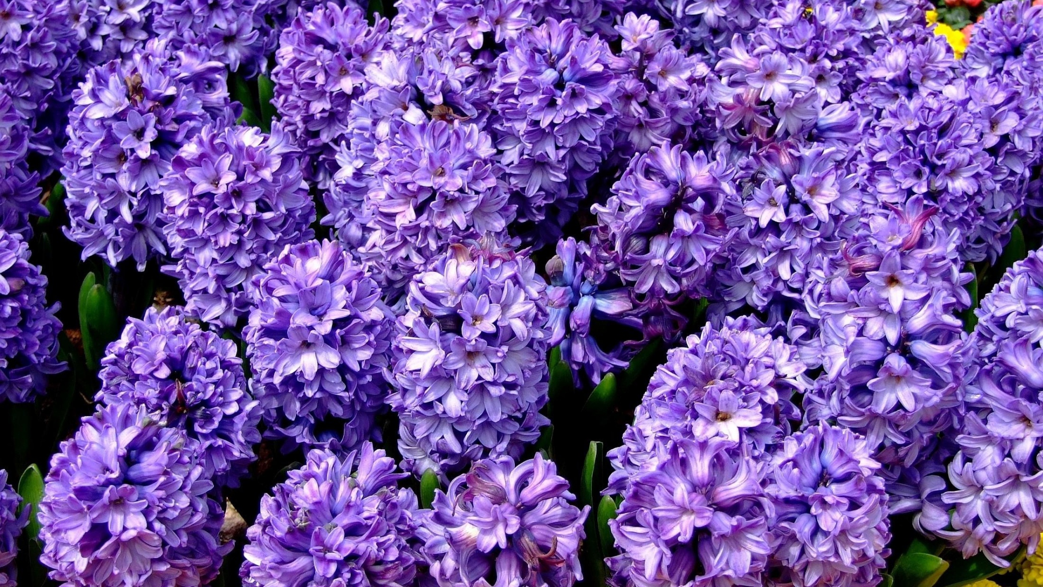 Download Wallpaper 2048x1152 Hyacinth, Flower, Flowerbed, Spring