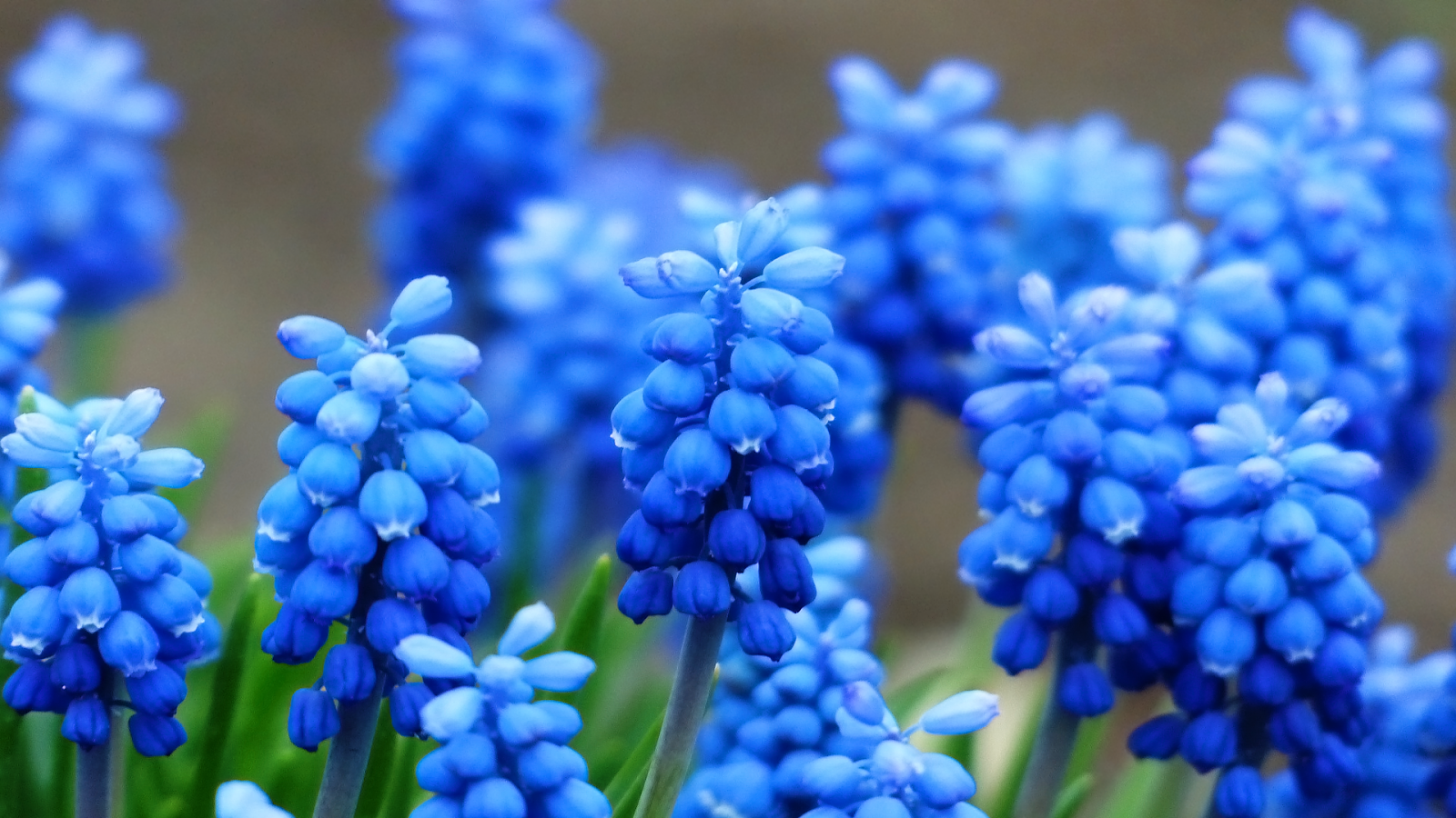 Blue Hyacinth wallpaper | 1600x900 | #22634