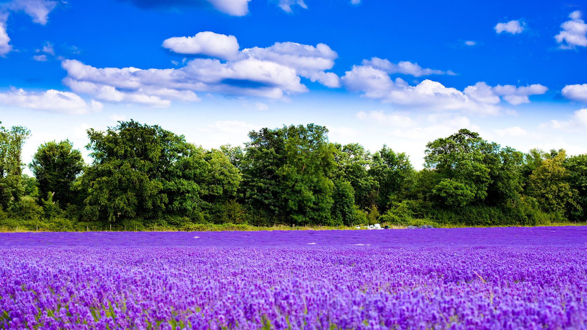 Hyacinth fields Wallpapers, Green Backgrounds, Pictures and images