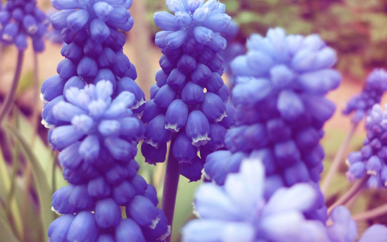 Miss the flower hyacinth Wallpaper 6 Flower Wallpapers - Free