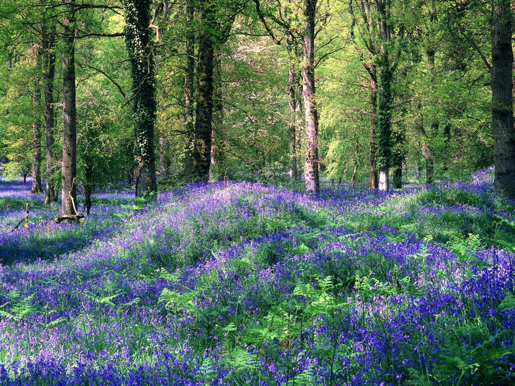 4 United Kingdom-Royal Forest Dean hyacinth wallpaper - 1024x768 ...