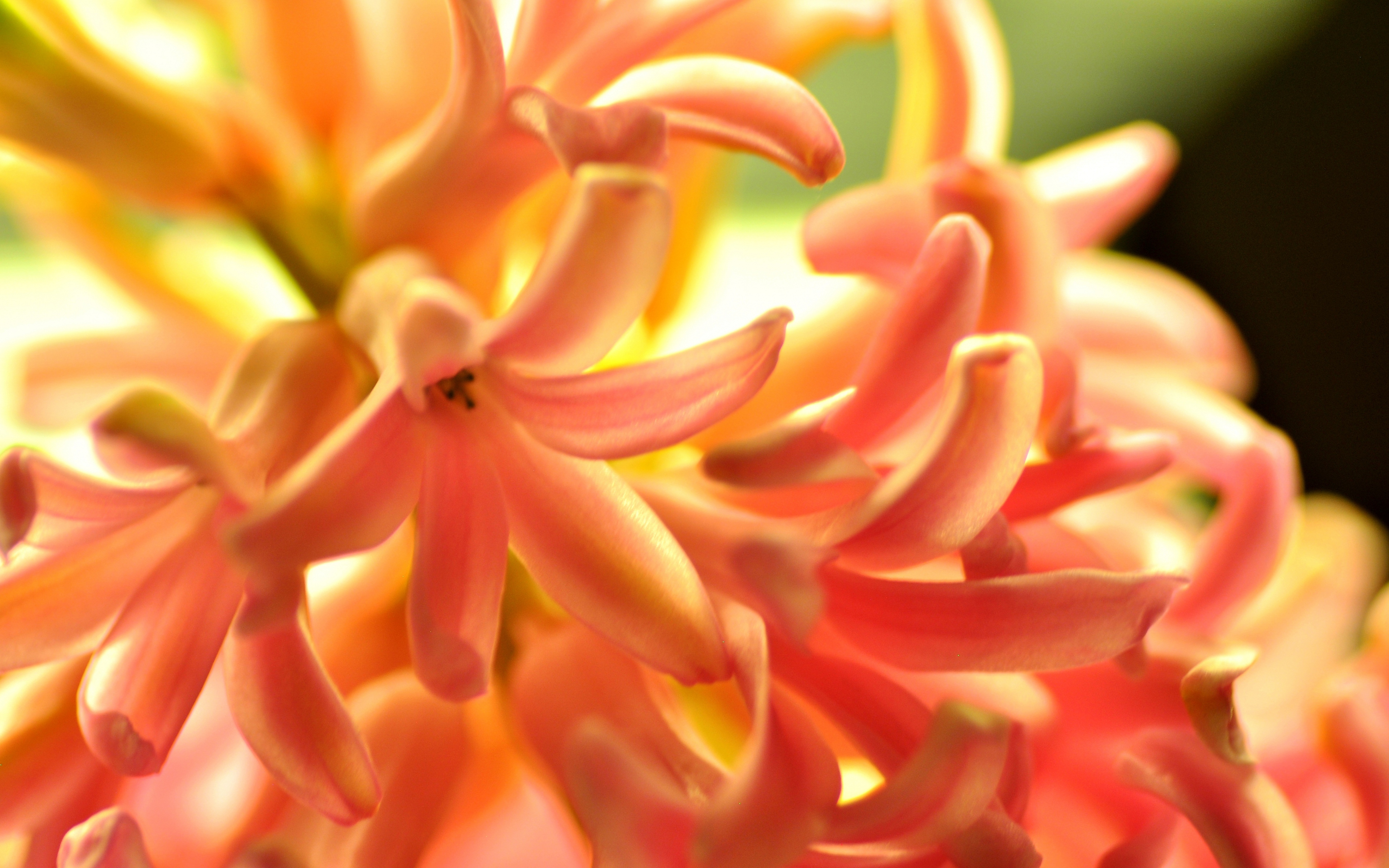 Download Wallpaper 3840x2400 Flower, Orange, Hyacinth, Nature ...