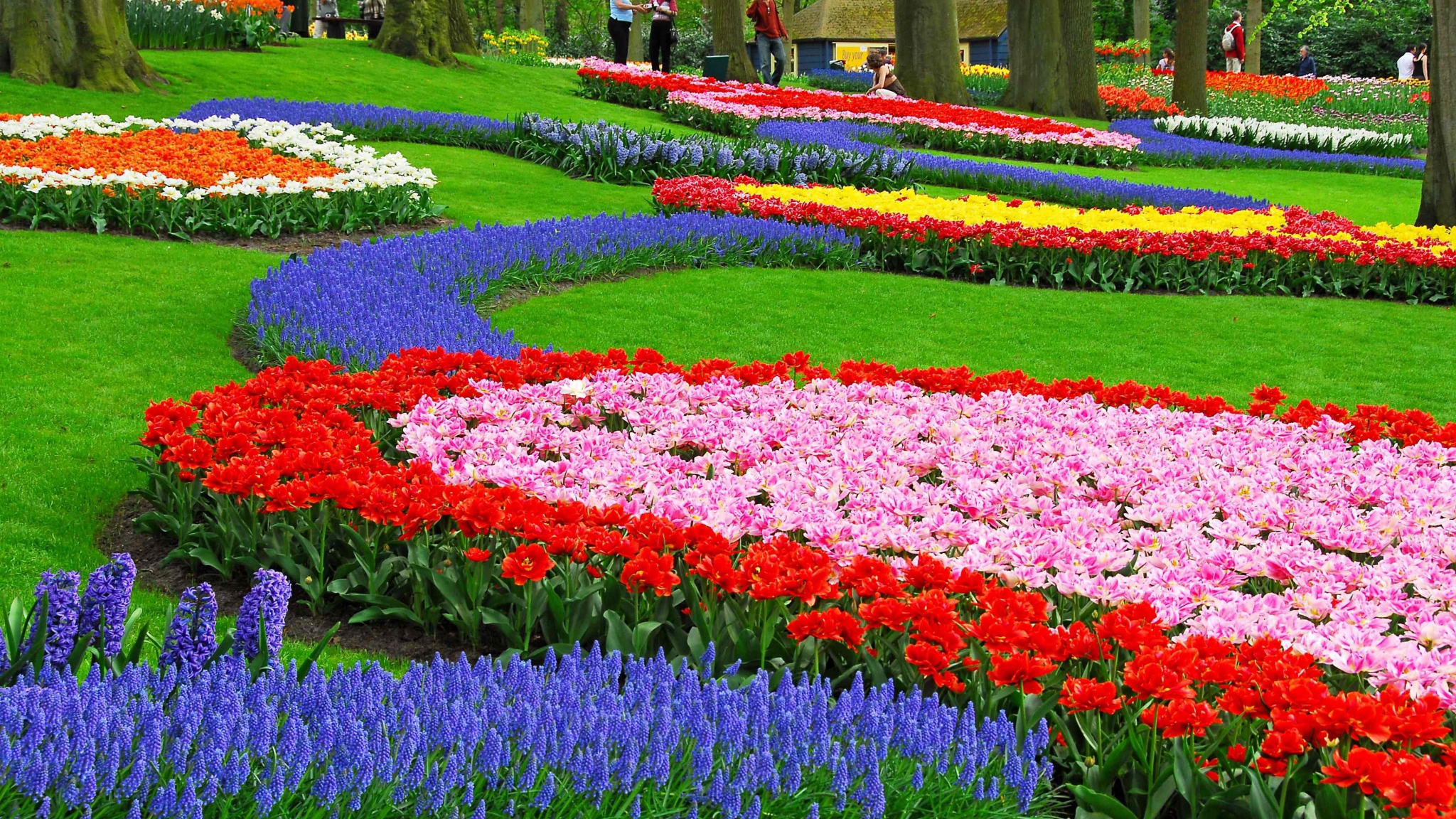 Download Wallpaper 2048x1152 Tulips, Hyacinth, Muscari, Flowerbed ...