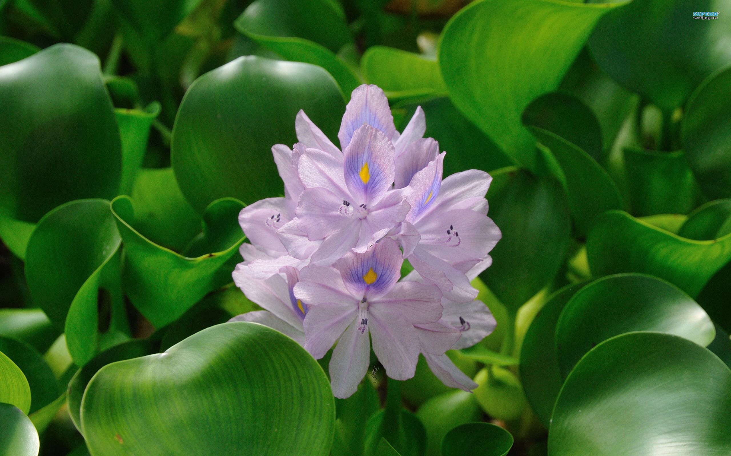Desktop Wallpaper Water Hyacinth #h343721 | Flowers HD Images
