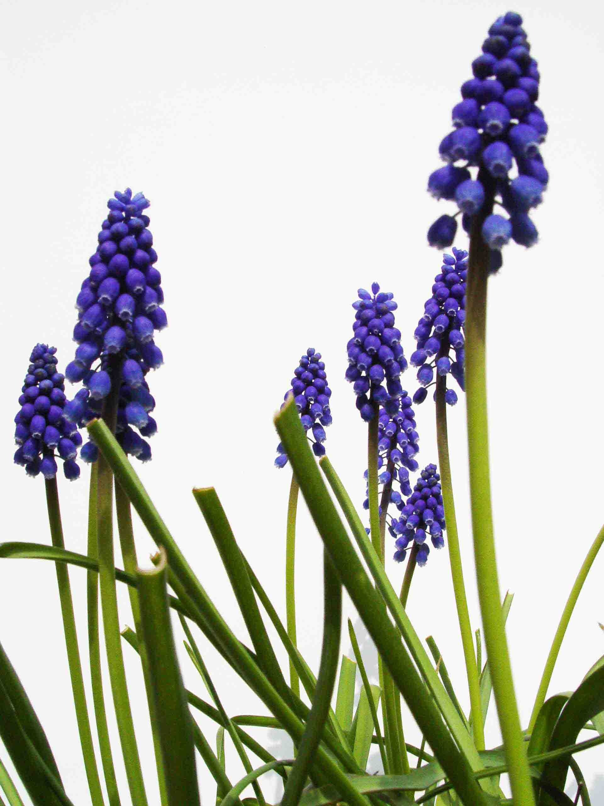 Desktop Wallpaper Hyacinth #h688673 | Flowers HD Images