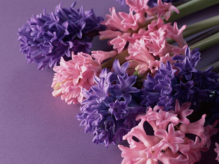 Hyacinth Flowers in Pink and Purple Colors 14 - Wallcoo.net