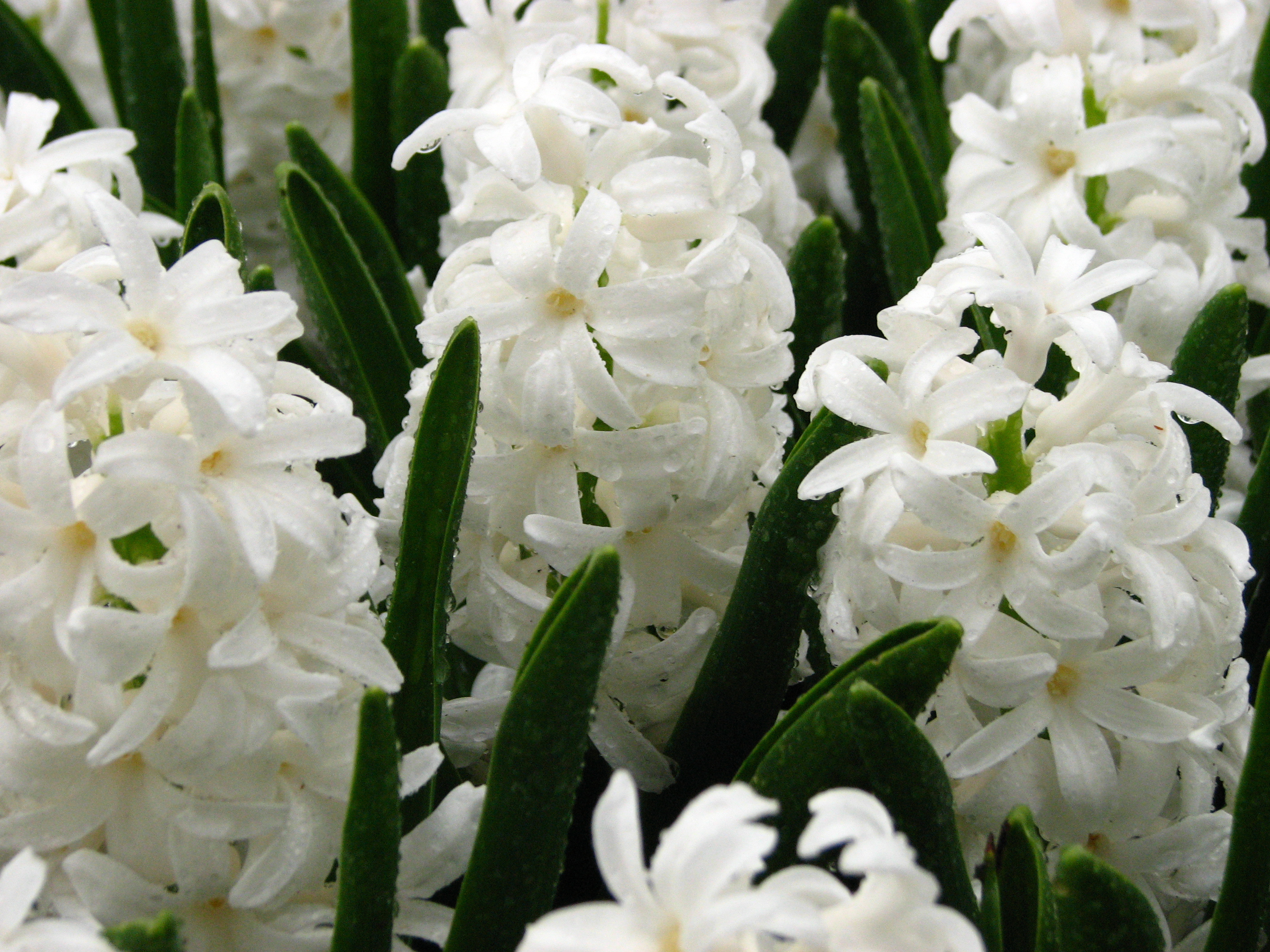 Flowers white hyacinths wallpapers and images - wallpapers ...