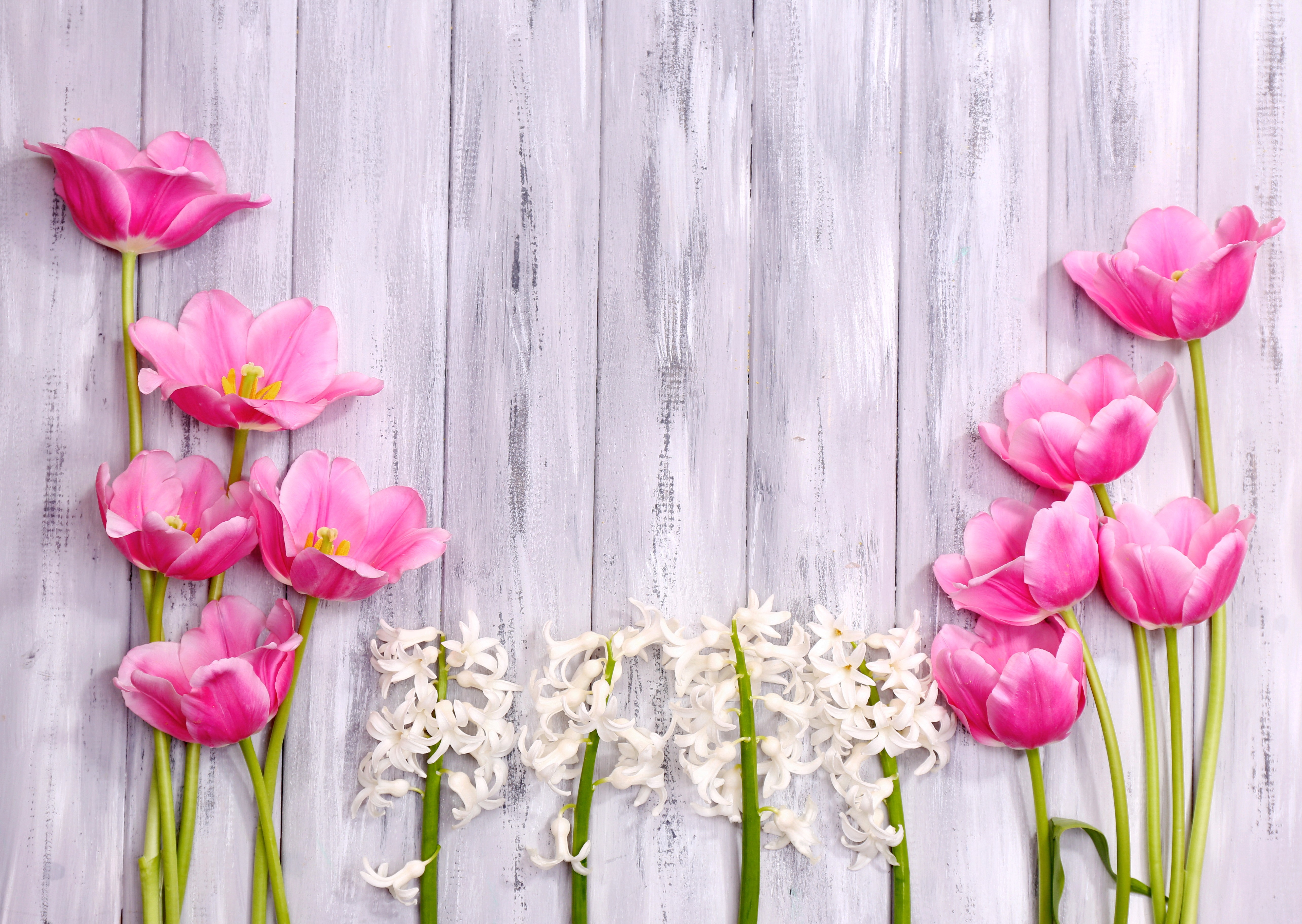 Flowers: Spring Flowers Hyacinth Wood Tulips Shutterstock Free ...