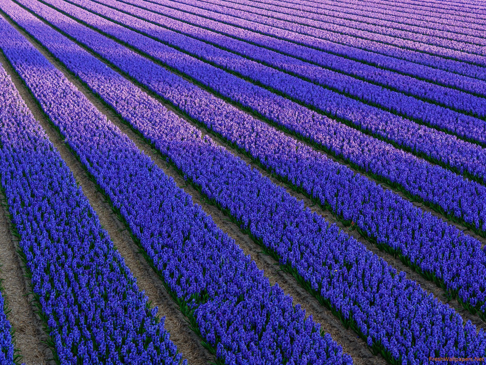 Dutch Hyacinth Field of Blue Flowers wallpapers | Freshwallpapers