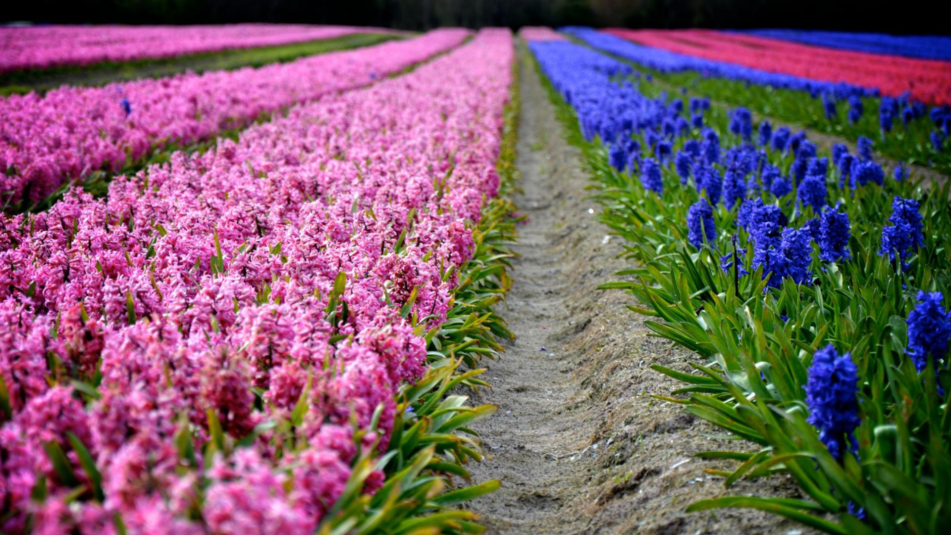 wallpaper: hyacinth, foliage, flowers, field, colorful, nature ...