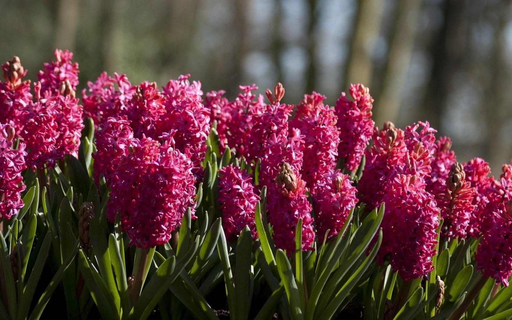 Hyacinth Wallpapers >> Backgrounds with quality HD
