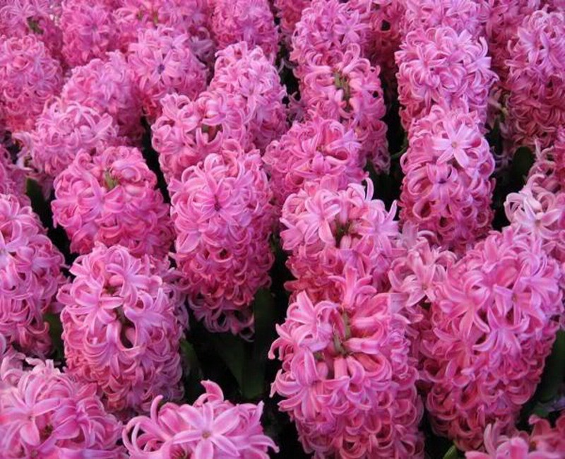 Flowers: Hyacinth Spring Pink Garden Flower Wallpaper Gallery for ...