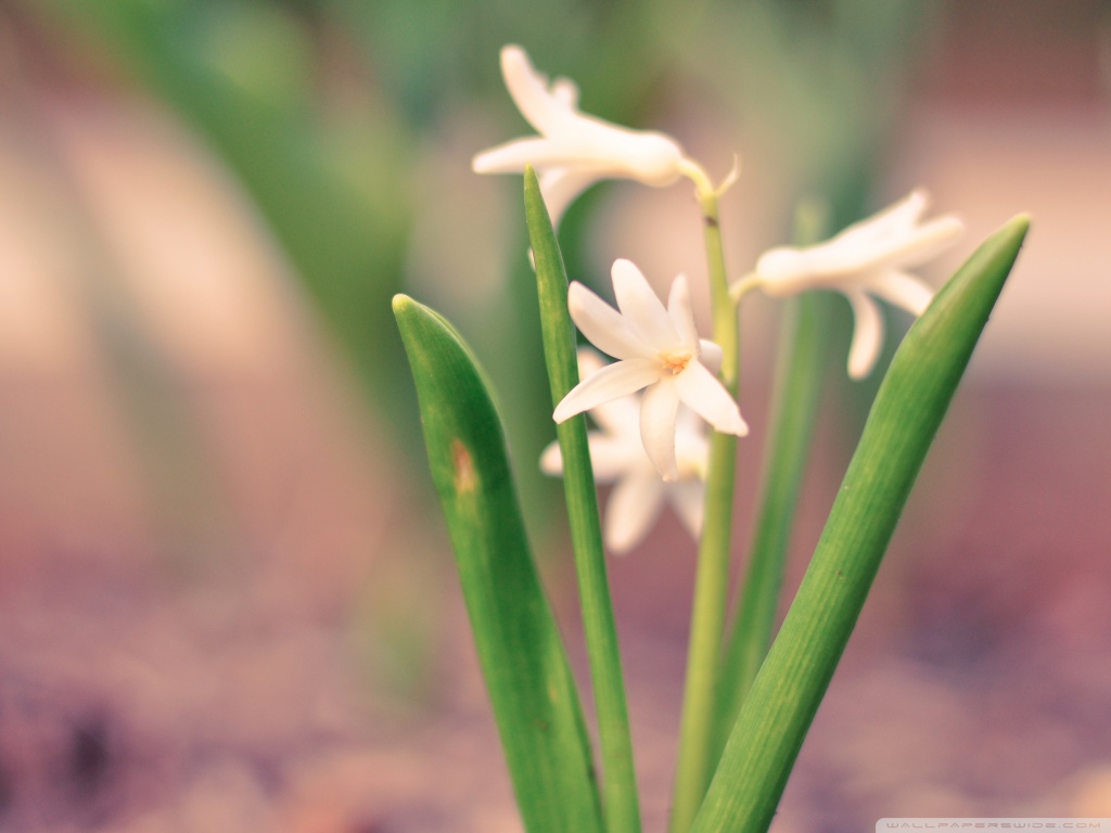 White Hyacinth HD desktop wallpaper : High Definition : Fullscreen ...