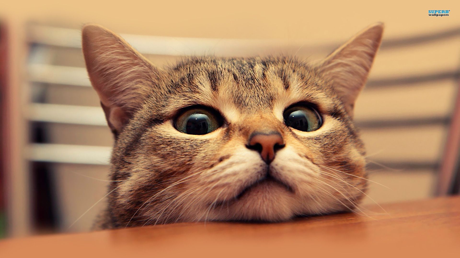 Wallpaper 1920X1080 Full Hd Cat Desktop Wallpaper Download free widescreen desktop backgrounds