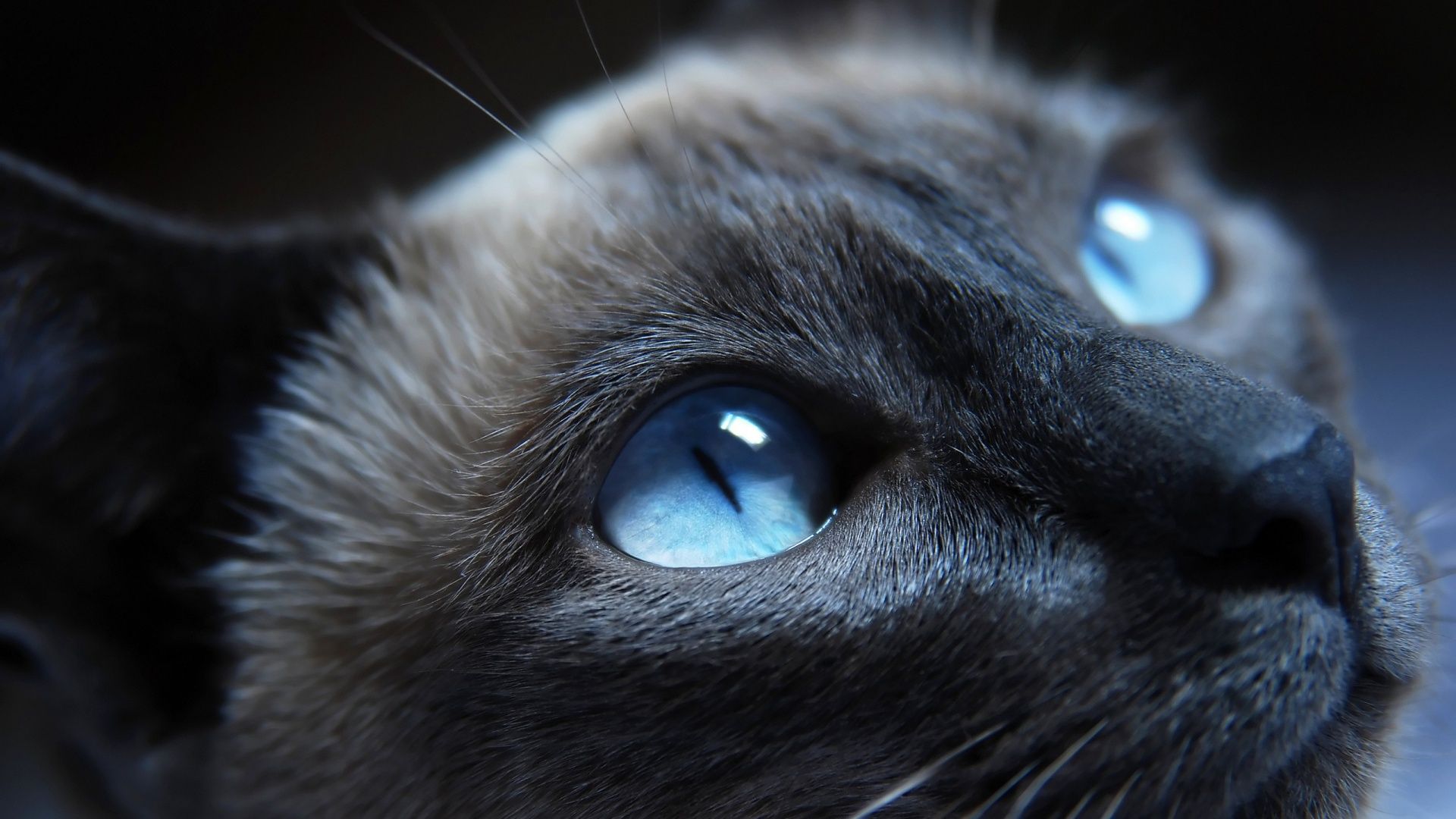 1920x1080 Light blue eye Cat Wallpaper