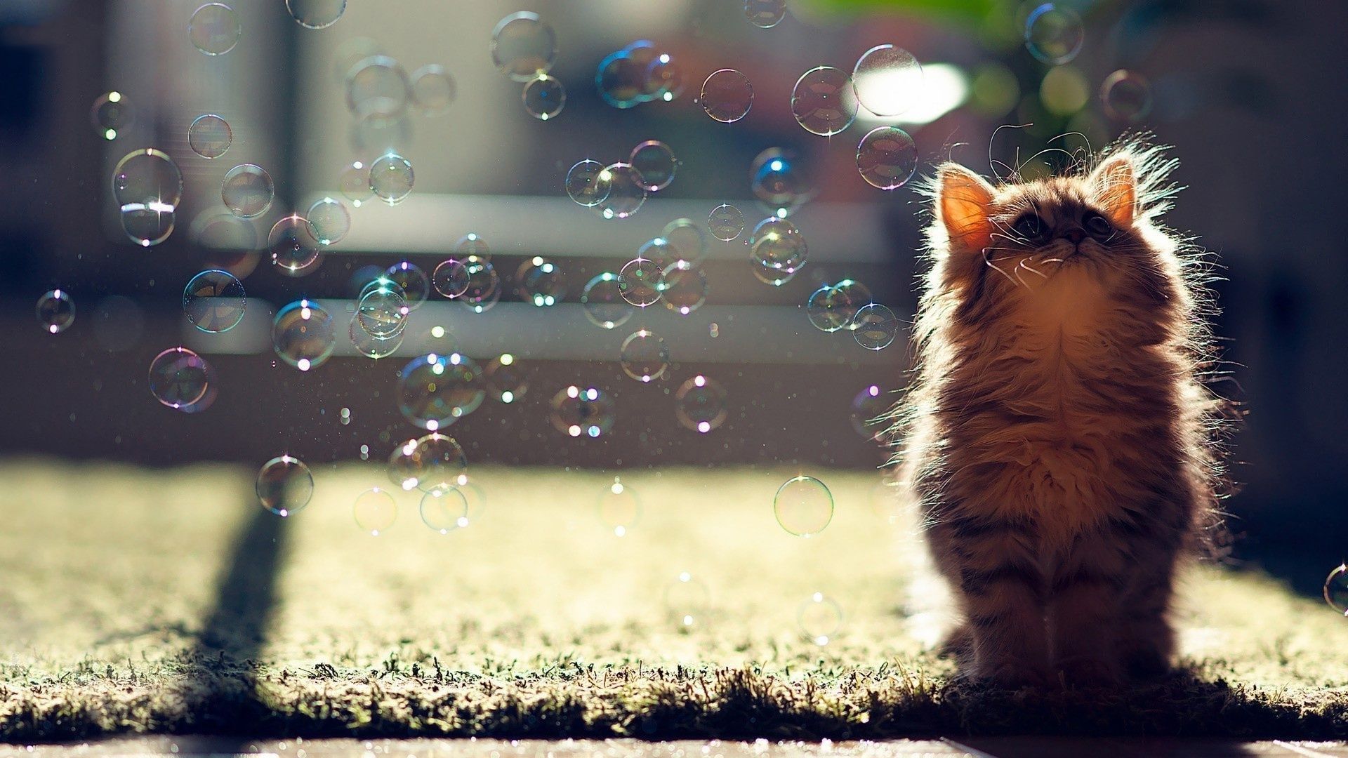 cat-soap-bubbles-1920x1080 - Magic4Walls.com