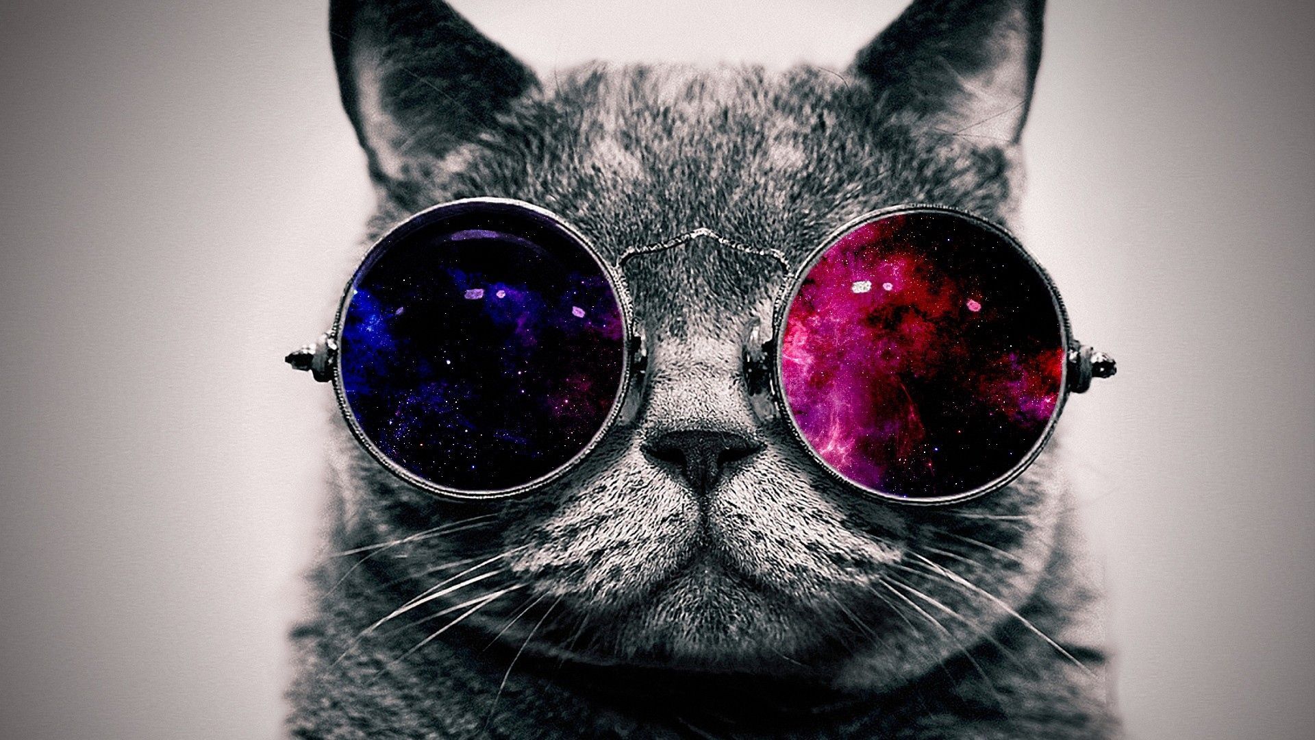 Download Wallpaper 1920x1080 Cat, Face, Glasses, Thick Full HD
