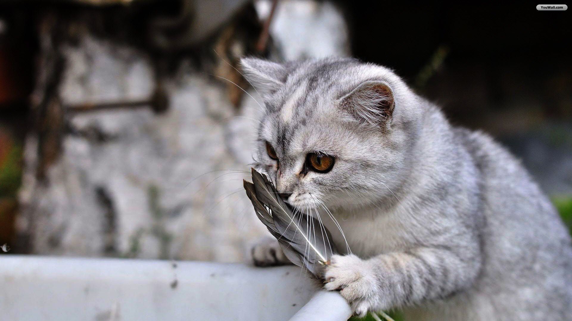 Cute Gray Cat With Camera Wallpaper 1600x900 Px Free Download ...