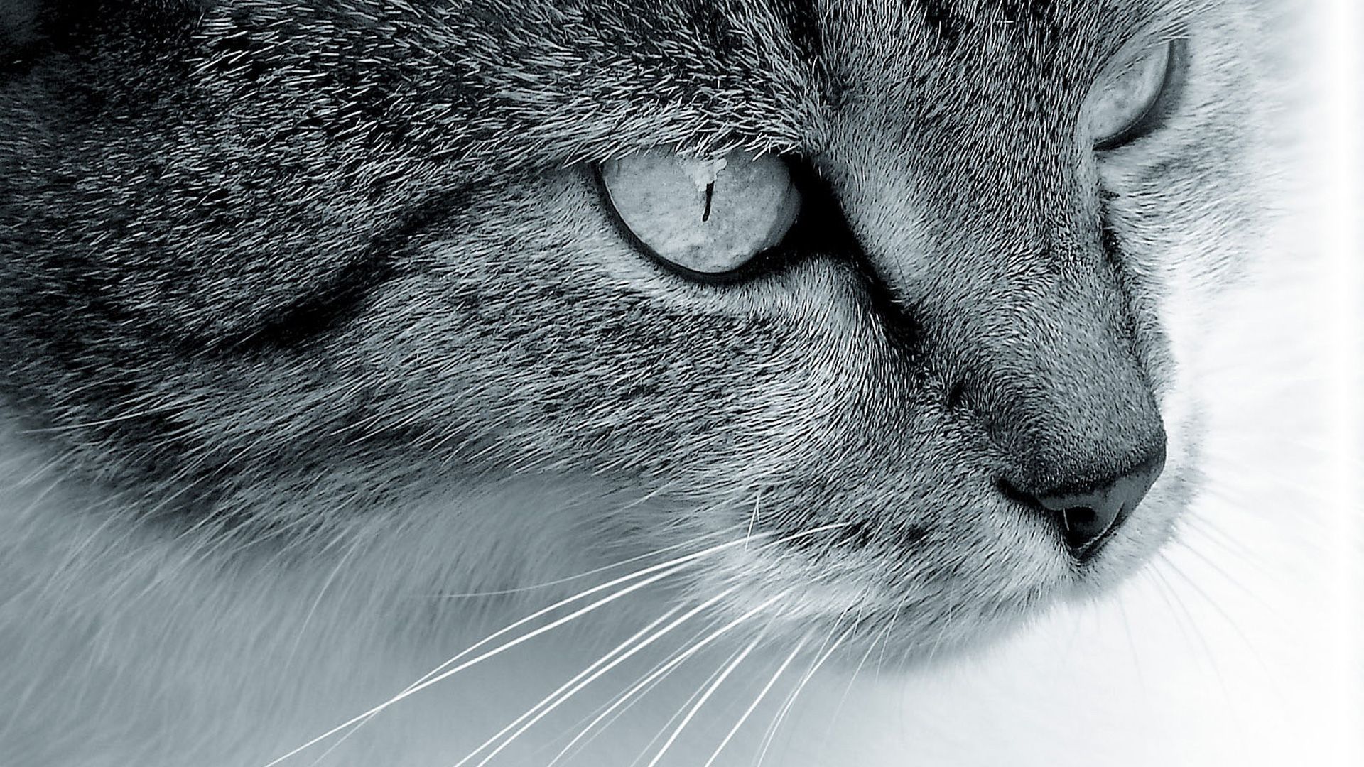 Gray-Cat-Closeup-Face-HD-Wallpapers.jpg