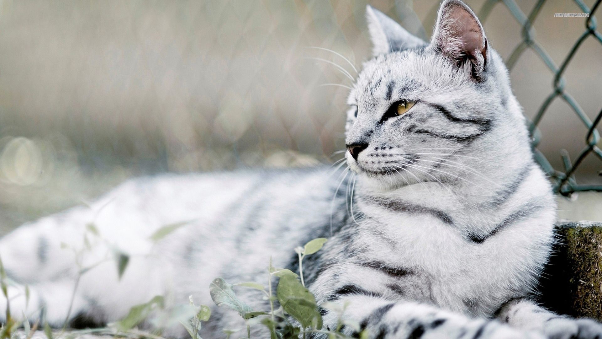 High Resolution Cute Animal Kitty Cat Desktop Background 12 ...