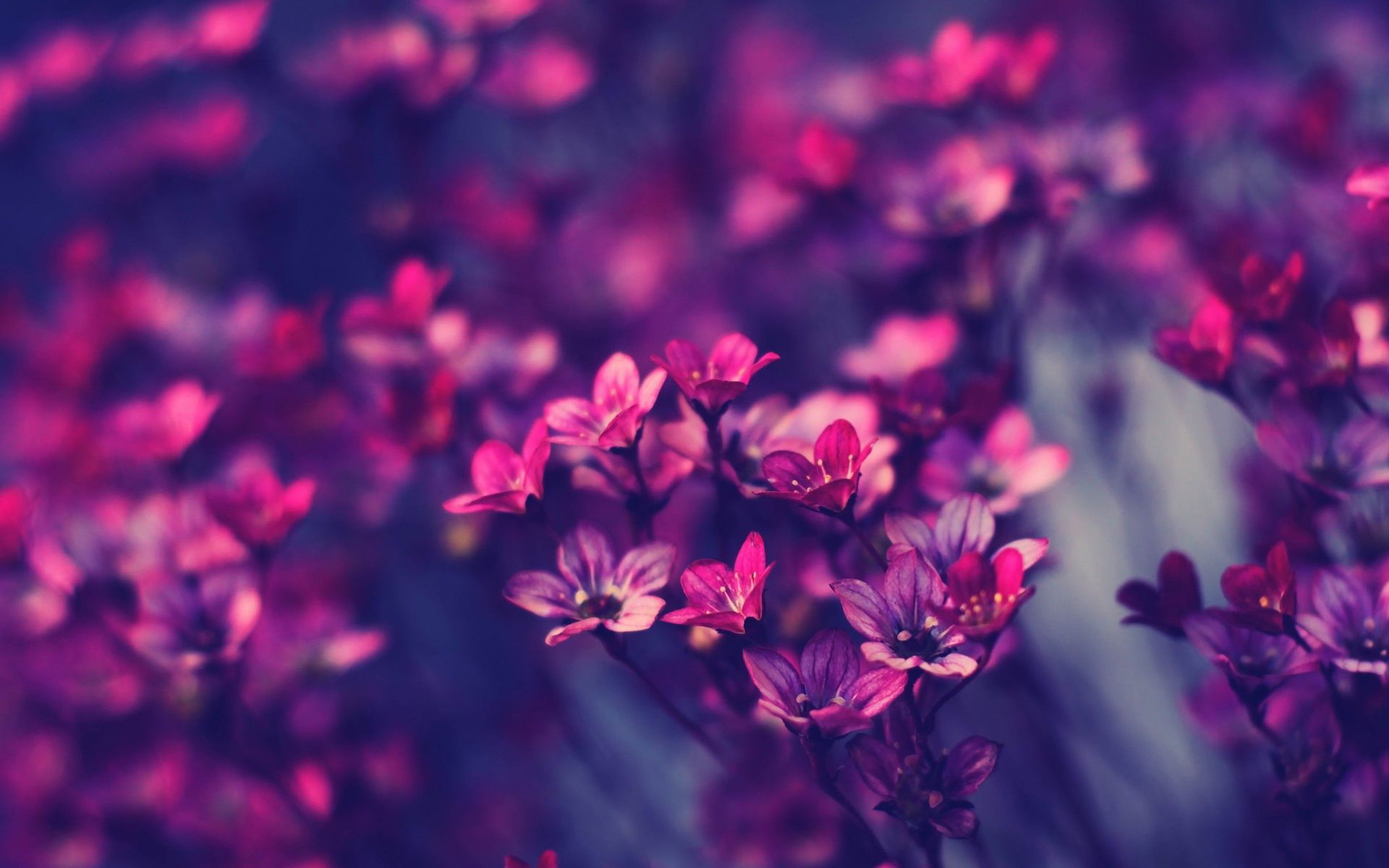 little-purple-flowers.jpg