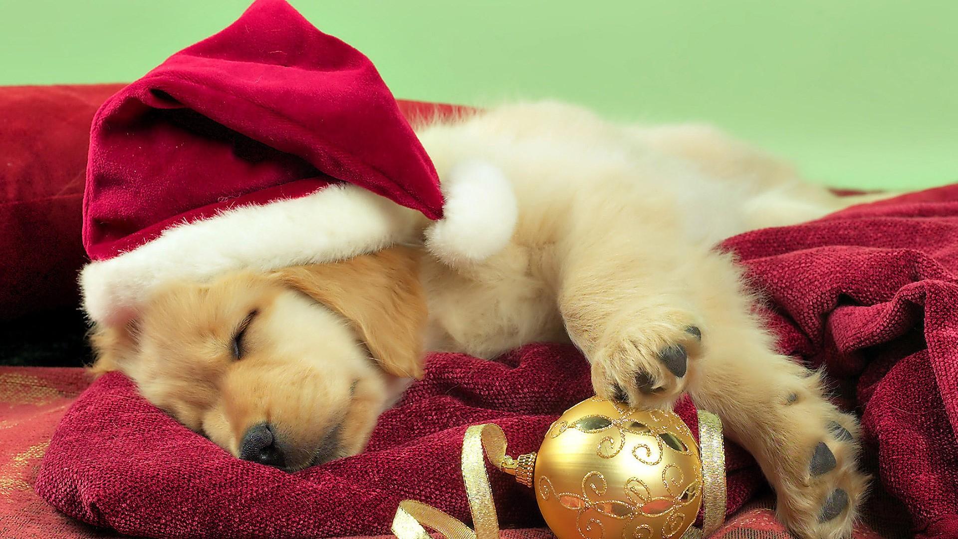 Cute Santa Windows 8.1 Theme and Wallpapers All for Windows 10 Free