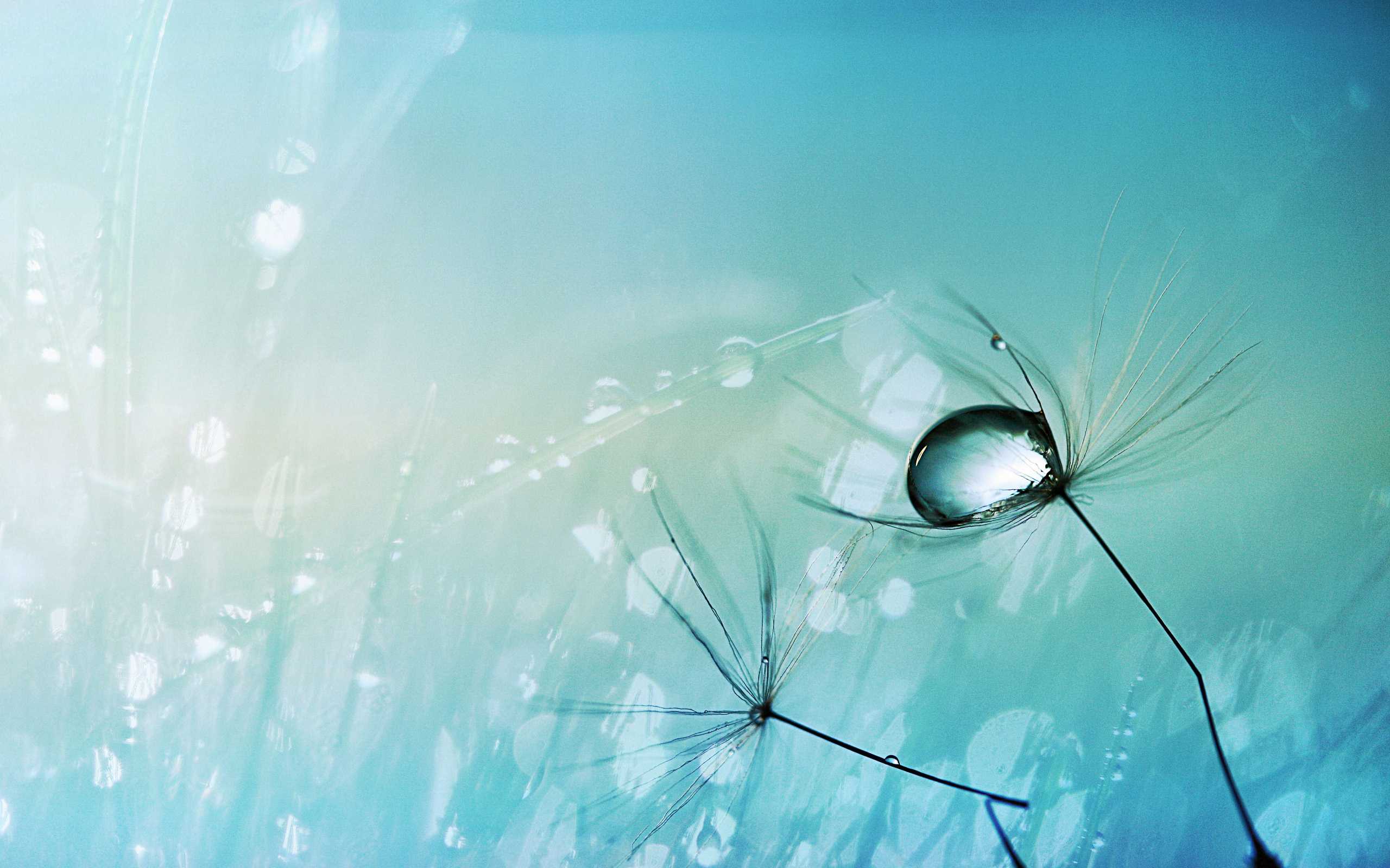 Water Drop Wallpaper & Dew Drops HD Wallpapers Desktop